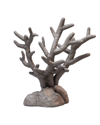 Coral-1