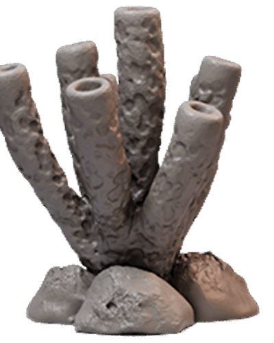 Coral-2