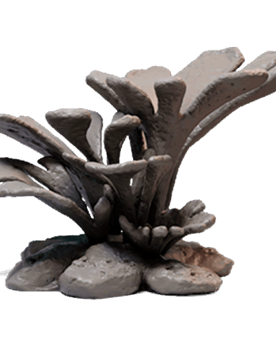 Coral-3