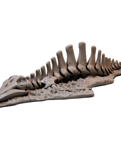 Whale-Skeleton